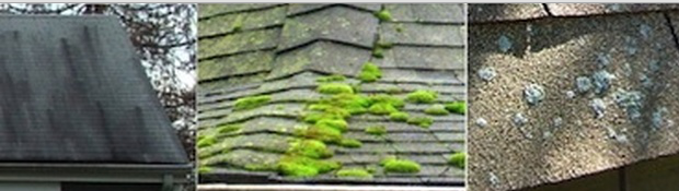 Alage moss lichen growth roof
