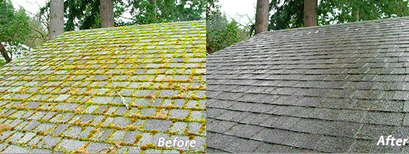 Moss before and after