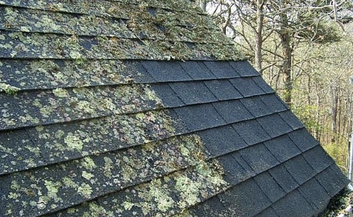 Lichen growth on roof