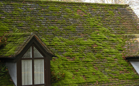 The Uninvited Guests on Your Roof!